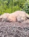 Elephant dies after being hit by train in Sundargarh19