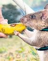Tanzanian 'hero rats' sniffing out land mines, tuberculosis40