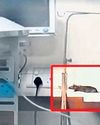 Indore’s MY Hospital continues to tackle rats Indore’s MY Hospital continues to tackle rats35