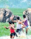 Rising elephant-human conflict in Odisha amid habitat loss11