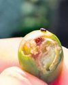 Berry borer infestation in Andhra alarms Koraput coffee cultivators19
