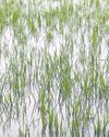 Kashinagar farmers suffer as Andhra ups Gotta barrage height22