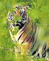 Woman poisons hubby, blames tiger attack to claim compensation27