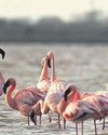 Sambhar Lake witnesses early arrival of migratory birds32