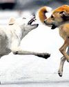 GCC to build shelter for rabies-affected dogs21