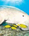 India's 1st Dugong sanctuary receives global recognition24