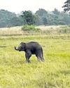Limping elephant calf sparks concern over delayed remedy20