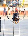 Lucknow launches street dog training centre34