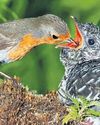 Birds share a common call against brood parasites16