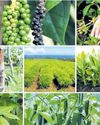 Spice farms add new flavour to Koraput tourism22