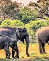 Tamil Nadu’s wild elephant count rises to 3,170 in 202531