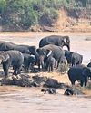 30 elephants stranded on Baitarani river islet17