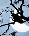 Solar eclipse sparks dawn-like behaviour in birds0