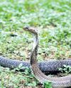 Snakebite envenomation now critical in Kerala28