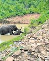 Juang tribals launch efforts to reduce man-elephant conflict26