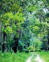 NE witnesses loss of forest cover rapidly33