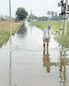 UP sends wheat seeds for flood-hit Punjab29