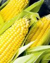 Corn, soybean at heart of Indo-US trade talks2