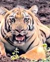 Doubts grow over success of Similipal tiger relocation Doubts grow over success of Similipal tiger relocation22