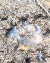 Tiger scare grips villagers after pugmarks discovered Tiger scare grips villagers after pugmarks discovered23