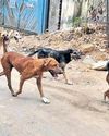Chief secretaries must appear physically in stray dogs case: SC Chief secretaries must appear physically in stray dogs case: SC44