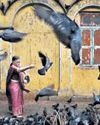 BMC allows ‘controlled feeding’ of pigeons37