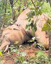 Tusker found dead in Ganjam forest25