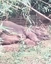 Female jumbo dies while being treated28