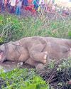 Hit by train, tusker dies in Baripada27