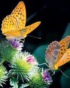 Arunachal to organise butterfly festival soon24
