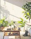 Delhiites rush to buy ‘air-purifying’ plants Delhiites rush to buy ‘air-purifying’ plants39