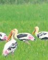 Painted Storks grace Gahirmatha shores Painted Storks grace Gahirmatha shores19