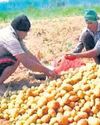 Seed crunch hits potato farmers in Kendrapara24