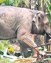 Bombay HC permits capture of wild elephant Omkar Bombay HC permits capture of wild elephant Omkar32