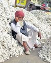 Maha sees decline in cotton farming Maha sees decline in cotton farming30