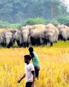 Now, crop loss due to wild animal attack to be covered under PMFBY7