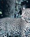 11-year-old boy fights off leopard in Palghar forest; school bag saves life 11-year-old boy fights off leopard in Palghar forest; school bag saves life25