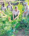 State-wide drive targets illegal ganja cultivation State-wide drive targets illegal ganja cultivation21