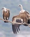 Wildlife group to reintroduce 2 vulture species in Assam30