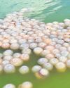 Odisha waters witness India's Ist jellyfish swarm11
