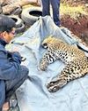 Leopard rescued from trap dies Leopard rescued from trap dies0