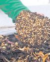 Bangalore plans to adopt black soldier fly composting Bangalore plans to adopt black soldier fly composting32