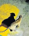 Tadoba tigress moved to Sahyadri Reserve26
