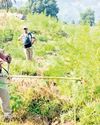 Gajapati sees massive rise in illegal cannabis farming19