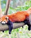 '8K species at risk of extinction by century end' '8K species at risk of extinction by century end'29