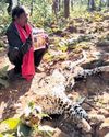 Villager arrested for 'poisoning' leopard Villager arrested for 'poisoning' leopard4