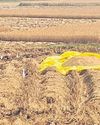 Delay in opening mandis fuels illegal paddy trade27