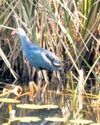 Abandoned wetland turns lively with migratory birds23