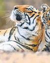 Wildlife census commences in Jharkhand Wildlife census commences in Jharkhand25