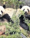 Pandas caught in crossfire of China, Japan tensions over Taiwan Pandas caught in crossfire of China, Japan tensions over Taiwan43